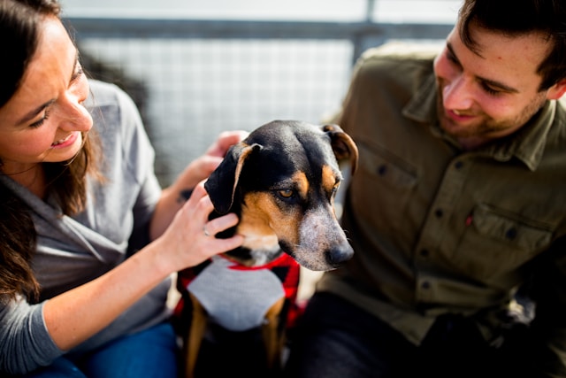 Why More Pet Owners Are Choosing Pet Insurance
